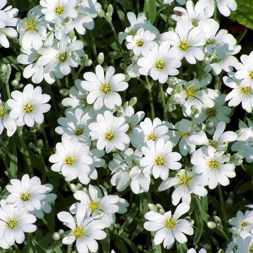 Molyhos madárhúr - Cerastium tomentosum , Cerastium tomentosum , virág